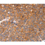 Immunohistochemistry - FGF3 Antibody from Signalway Antibody (36771) - Antibodies.com