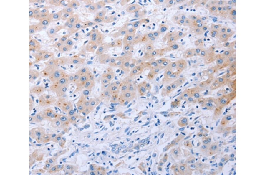 Immunohistochemistry - FGF4 Antibody from Signalway Antibody (36772) - Antibodies.com
