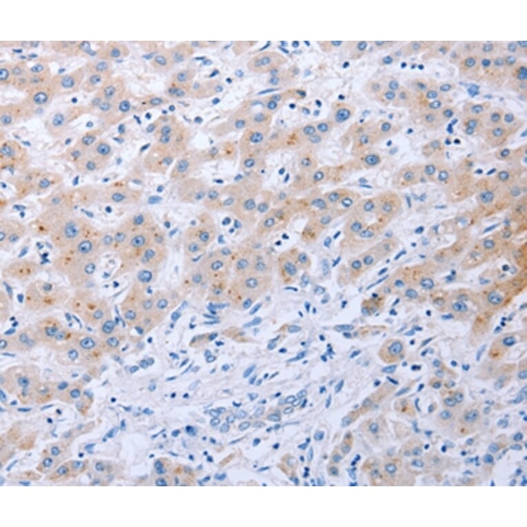 Immunohistochemistry - FGF4 Antibody from Signalway Antibody (36772) - Antibodies.com