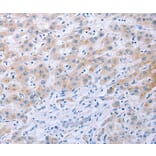 Immunohistochemistry - FGF4 Antibody from Signalway Antibody (36772) - Antibodies.com