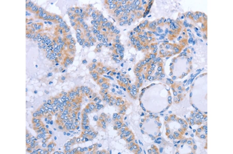 Immunohistochemistry - FGF4 Antibody from Signalway Antibody (36772) - Antibodies.com