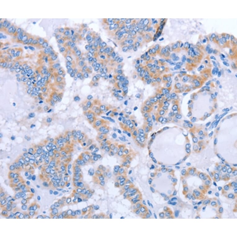 Immunohistochemistry - FGF4 Antibody from Signalway Antibody (36772) - Antibodies.com