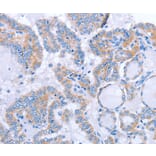 Immunohistochemistry - FGF4 Antibody from Signalway Antibody (36772) - Antibodies.com