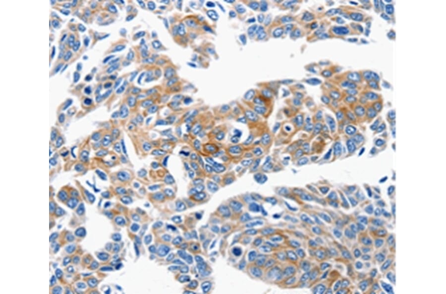 Immunohistochemistry - CCL6 Antibody from Signalway Antibody (36780) - Antibodies.com