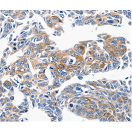 Immunohistochemistry - CCL6 Antibody from Signalway Antibody (36780) - Antibodies.com