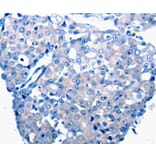 Immunohistochemistry - CCL2 Antibody from Signalway Antibody (36781) - Antibodies.com