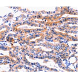 Immunohistochemistry - CFTR Antibody from Signalway Antibody (36791) - Antibodies.com