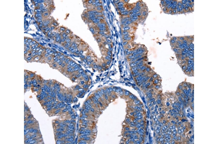 Immunohistochemistry - Gjc3 Antibody from Signalway Antibody (36811) - Antibodies.com