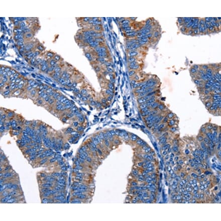 Immunohistochemistry - Gjc3 Antibody from Signalway Antibody (36811) - Antibodies.com