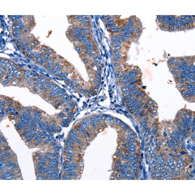 Immunohistochemistry - Gjc3 Antibody from Signalway Antibody (36811) - Antibodies.com