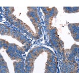 Immunohistochemistry - Gjc3 Antibody from Signalway Antibody (36811) - Antibodies.com