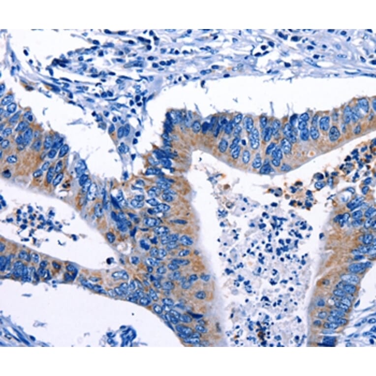 Immunohistochemistry - Gjc3 Antibody from Signalway Antibody (36811) - Antibodies.com