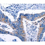 Immunohistochemistry - Gjc3 Antibody from Signalway Antibody (36811) - Antibodies.com