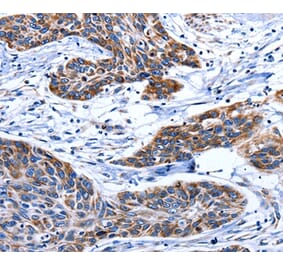 Immunohistochemistry - AQP8 Antibody from Signalway Antibody (36812) - Antibodies.com
