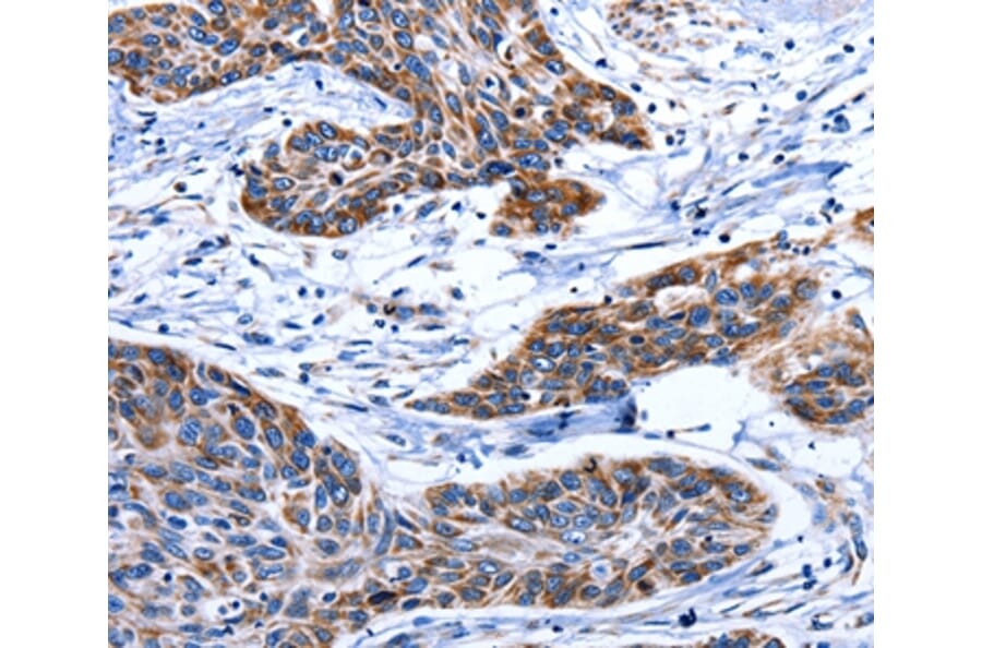 Immunohistochemistry - AQP8 Antibody from Signalway Antibody (36812) - Antibodies.com