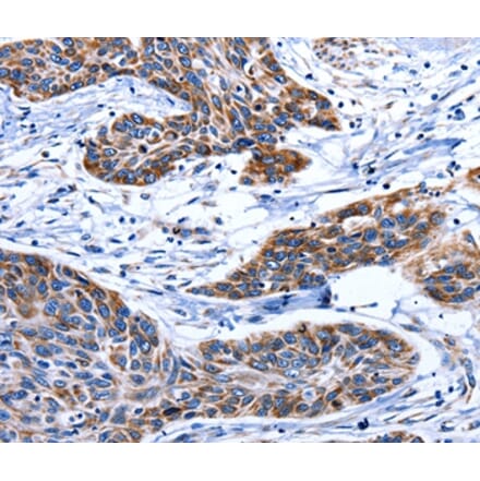 Immunohistochemistry - AQP8 Antibody from Signalway Antibody (36812) - Antibodies.com