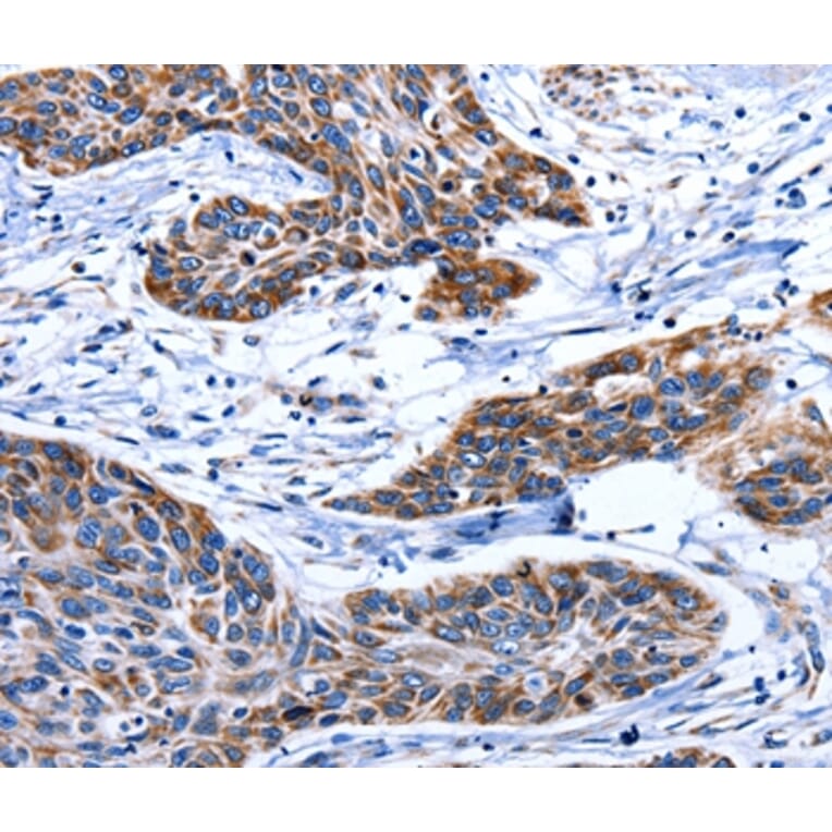 Immunohistochemistry - AQP8 Antibody from Signalway Antibody (36812) - Antibodies.com