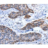 Immunohistochemistry - AQP8 Antibody from Signalway Antibody (36812) - Antibodies.com