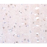 Immunohistochemistry - DXT1 Antibody from Signalway Antibody (36825) - Antibodies.com