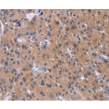 Immunohistochemistry - DVL2 Antibody from Signalway Antibody (36830) - Antibodies.com