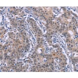 Immunohistochemistry - DVL2 Antibody from Signalway Antibody (36830) - Antibodies.com