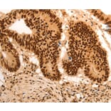 Immunohistochemistry - E2F7 Antibody from Signalway Antibody (36831) - Antibodies.com