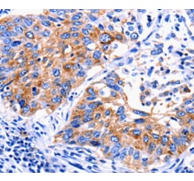 Immunohistochemistry - EDAR Antibody from Signalway Antibody (36834) - Antibodies.com