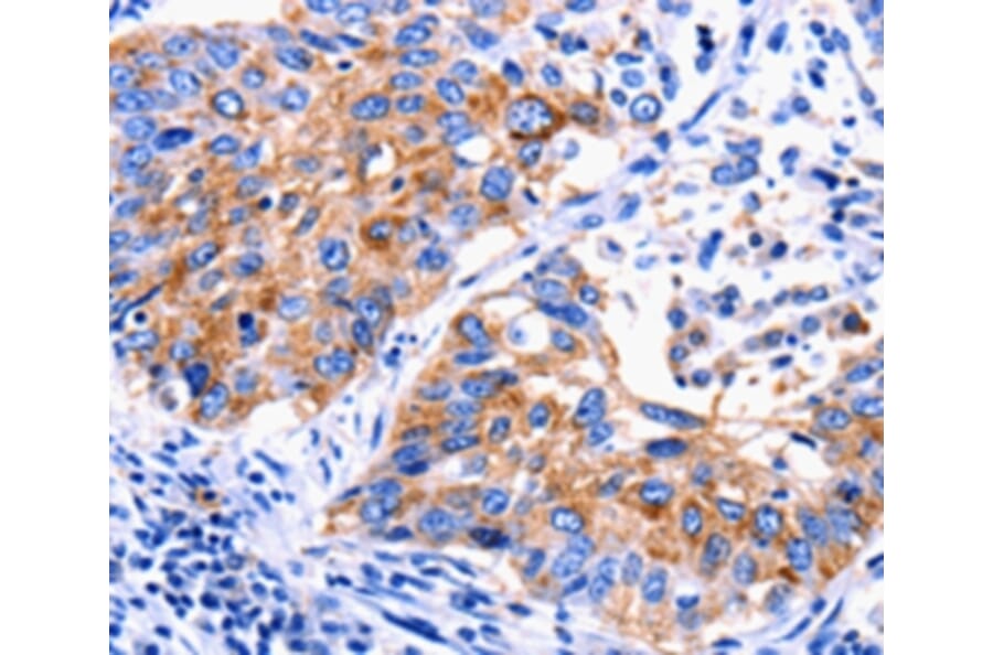 Immunohistochemistry - EDAR Antibody from Signalway Antibody (36834) - Antibodies.com