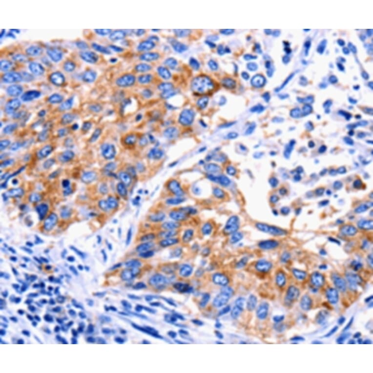 Immunohistochemistry - EDAR Antibody from Signalway Antibody (36834) - Antibodies.com