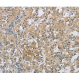 Immunohistochemistry - PKD1 Antibody from Signalway Antibody (36876) - Antibodies.com