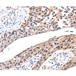 Immunohistochemistry - GJB2 Antibody from Signalway Antibody (36893) - Antibodies.com