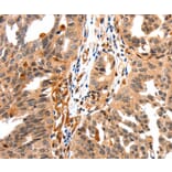 Immunohistochemistry - GAS6 Antibody from Signalway Antibody (36894) - Antibodies.com