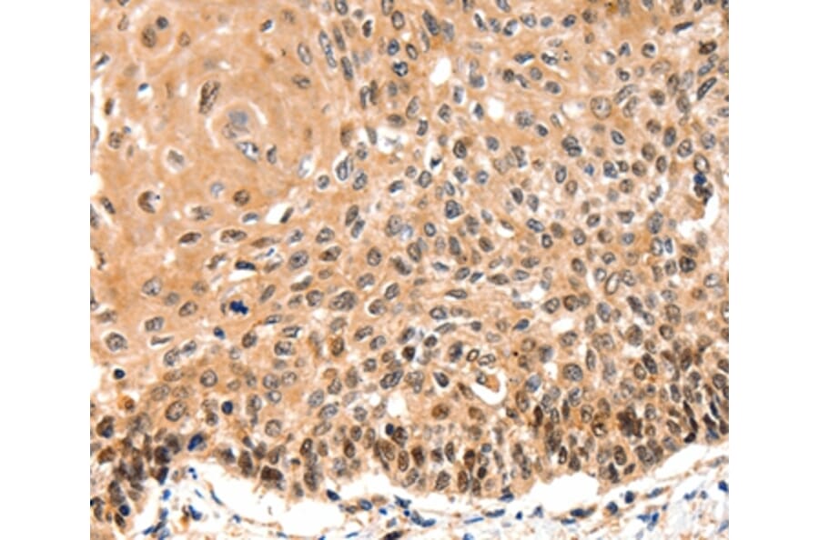 Immunohistochemistry - GAS6 Antibody from Signalway Antibody (36894) - Antibodies.com