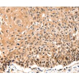 Immunohistochemistry - GAS6 Antibody from Signalway Antibody (36894) - Antibodies.com