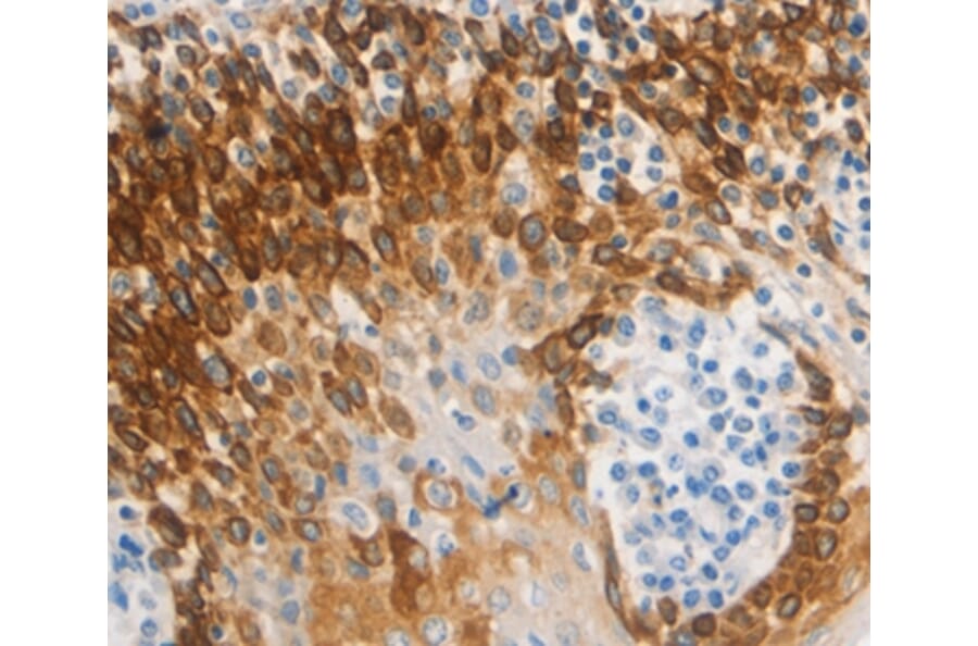 Immunohistochemistry - CSF3 Antibody from Signalway Antibody (36895) - Antibodies.com