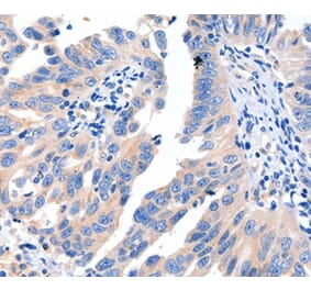 Immunohistochemistry - MSTN Antibody from Signalway Antibody (36897) - Antibodies.com