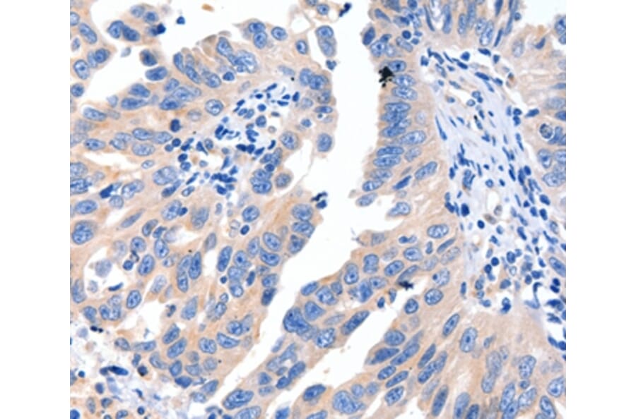 Immunohistochemistry - MSTN Antibody from Signalway Antibody (36897) - Antibodies.com