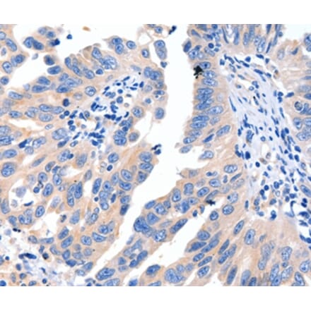 Immunohistochemistry - MSTN Antibody from Signalway Antibody (36897) - Antibodies.com