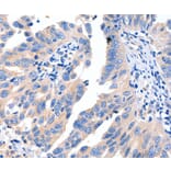 Immunohistochemistry - MSTN Antibody from Signalway Antibody (36897) - Antibodies.com