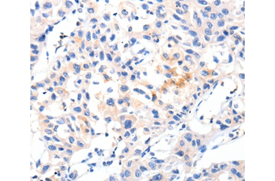 Immunohistochemistry - MSTN Antibody from Signalway Antibody (36897) - Antibodies.com