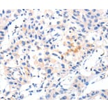 Immunohistochemistry - MSTN Antibody from Signalway Antibody (36897) - Antibodies.com