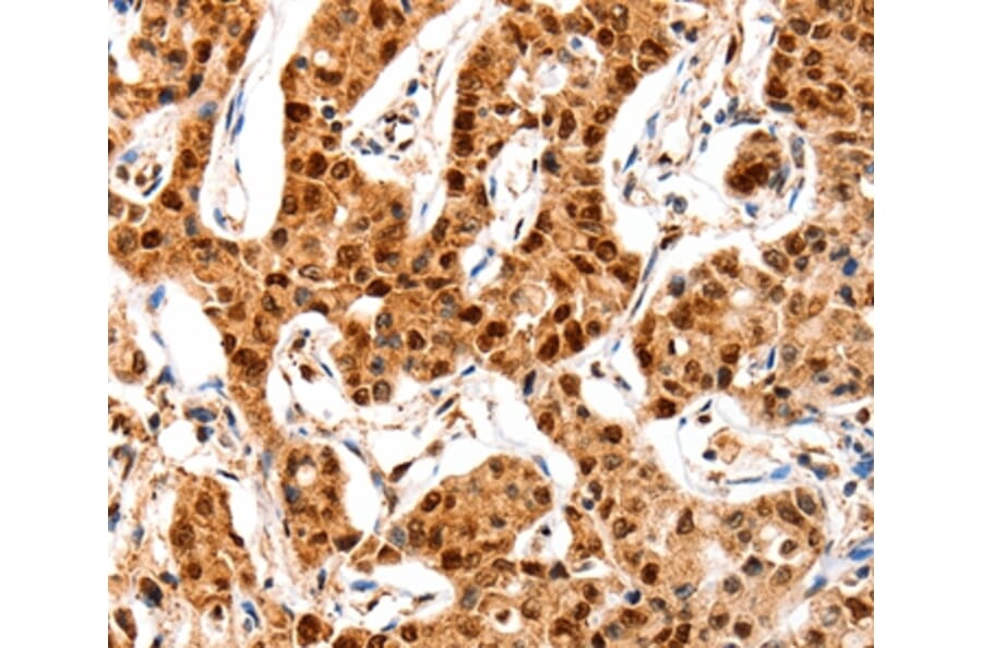 Immunohistochemistry - GRM4 Antibody from Signalway Antibody (36912) - Antibodies.com