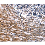 Immunohistochemistry - IRF7 Antibody from Signalway Antibody (36935) - Antibodies.com