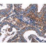 Immunohistochemistry - IRF7 Antibody from Signalway Antibody (36935) - Antibodies.com