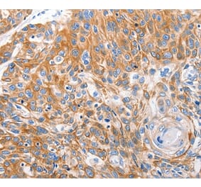 Immunohistochemistry - LRP2 Antibody from Signalway Antibody (36958) - Antibodies.com