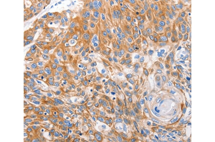 Immunohistochemistry - LRP2 Antibody from Signalway Antibody (36958) - Antibodies.com