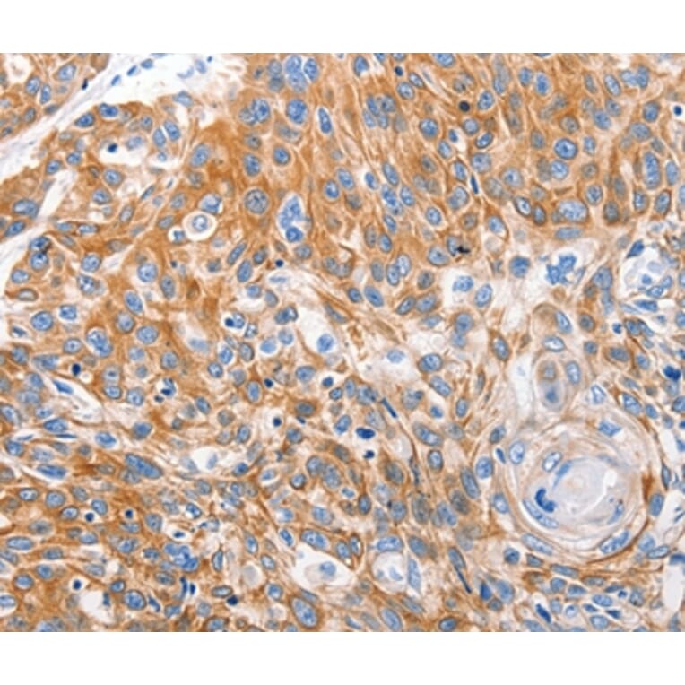 Immunohistochemistry - LRP2 Antibody from Signalway Antibody (36958) - Antibodies.com