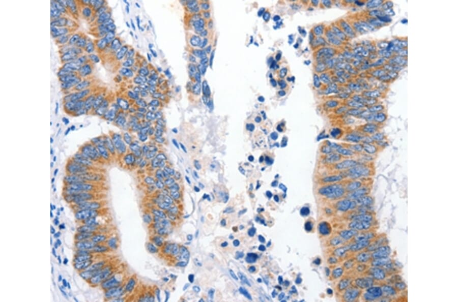Immunohistochemistry - LRP2 Antibody from Signalway Antibody (36958) - Antibodies.com