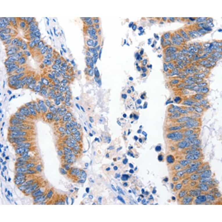 Immunohistochemistry - LRP2 Antibody from Signalway Antibody (36958) - Antibodies.com