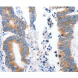 Immunohistochemistry - LRP2 Antibody from Signalway Antibody (36958) - Antibodies.com